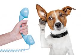 Communication intuitive avec les animaux Communication intuitive avec les animaux