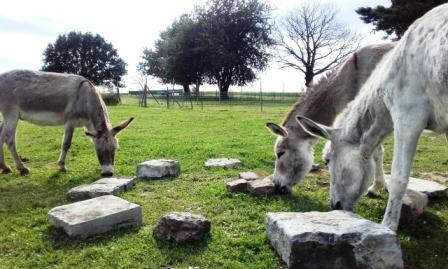 Cercle de méditation avec des ânes